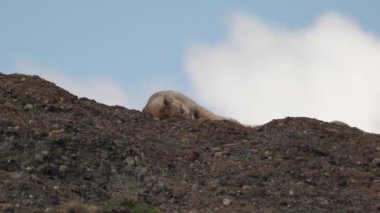 Puma, mountain lion or also cougar, lying on a mountain ridge in the torres del paine national park in Patagonia, Chile and relaxing on a sunny day with blue sky.