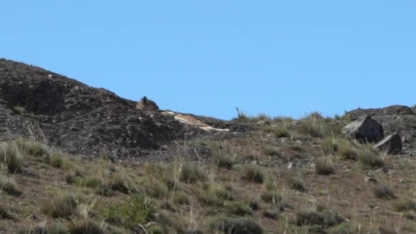 プーマ マウンテンライオンまたはまたクーガーは パタゴニア チリの痛み国立公園の山の尾根に横たわって 青空と晴れた日にリラックス — ストック動画