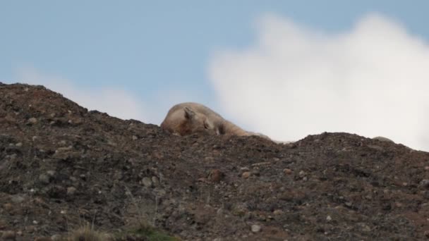 Puma Mountain Lion Also Cougar Lying Mountain Ridge Torres Del — Αρχείο Βίντεο