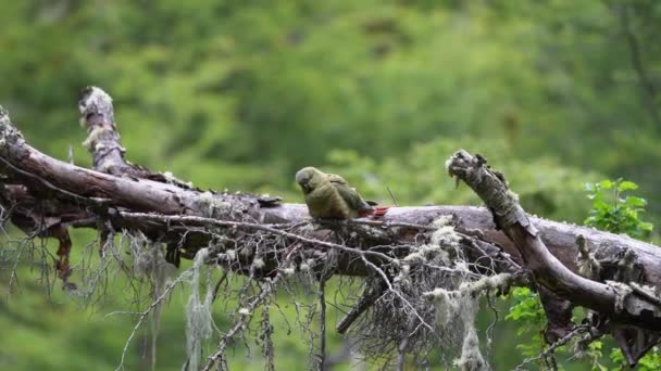 Enicognathus Ferrugineus Austral Parakeet Austral Conure Emerald Parakeet สามารถพบได Patagonia — วีดีโอสต็อก