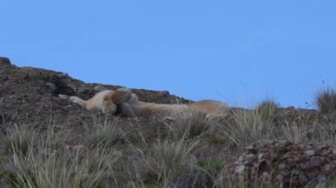Puma, mountain lion or also cougar, lying on a mountain ridge in the torres del paine national park in Patagonia, Chile and relaxing on a sunny day with blue sky.