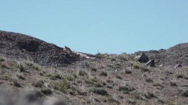 Puma, mountain lion or also cougar, lying on a mountain ridge in the torres del paine national park in Patagonia, Chile and relaxing on a sunny day with blue sky.