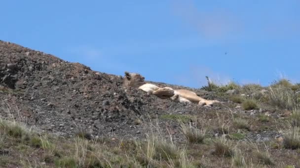 Puma Mountain Lion Also Cougar Lying Mountain Ridge Torres Del — Stockvideo