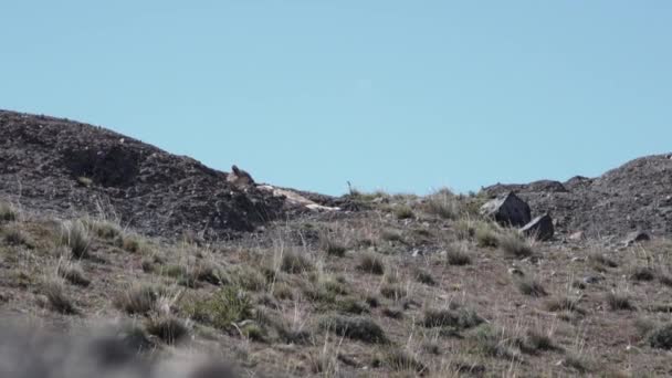 Puma Mountain Lion Also Cougar Lying Mountain Ridge Torres Del — Video Stock