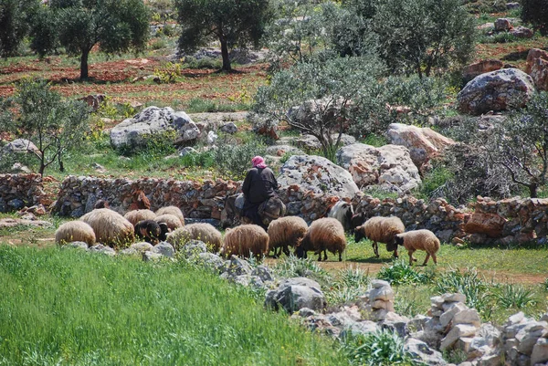 A shepherd herding sheep and riding on a donkey between olive trees in countryside of Syria close to Aleppo
