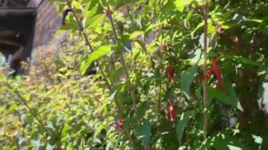 Frutillar, Chile - 12 23 2018: lush garden at a wooden farm house of the german colonial museum Frutillar in Patagonia, Chile, a historical german settlement with typical old wooden houses and rich migration history.