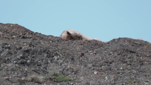 プーマ マウンテンライオンまたはまたクーガーは パタゴニア チリの痛み国立公園の山の尾根に横たわって 青空と晴れた日にリラックス — ストック動画