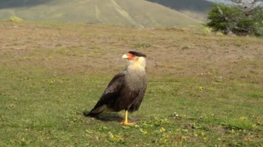 Crested Caracara, Caracara plancus, a bird of prey native to south America, sitting on green grass in the Torres del Paine national Park in Patagonia, Chile.