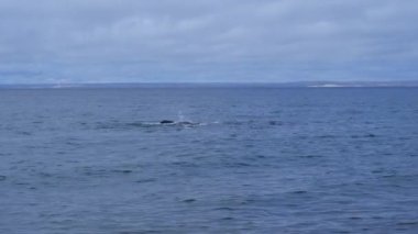 Eubalaena australis, Güneyli sağ balina kuyruk yüzgeci gösteriyor. Patagonya, Patagonya, Arjantin 'deki Peninsula Valdes' te Puerto Madryn 'e yakın olan Golfo Nuevo Körfezi' ndeki Atlantik okyanusu yüzeyine sızıyor.