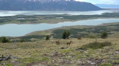 Guanacos, Lama guanicoe, Perito Moreno ve El Calafate, Patagonya, Arjantin yakınlarındaki And Dağları 'nın manzarasında duran evcil Lama' nın vahşi akrabalarıdır..