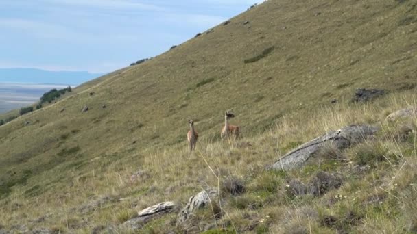 Guanacos Lama Guanicoe Wild Relatives Domesticated Llama Standing Landscape Andes — Stock Video