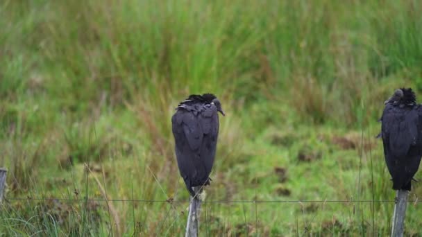Black American Vulture Coragyps Atratus Sitting Wooden Pole Carretera Austral — Vídeo de Stock