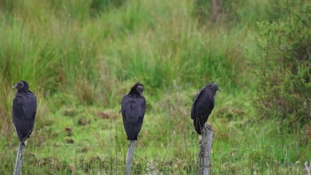 Black American Vulture Coragyps Atratus Sitting Wooden Pole Carretera Austral — Vídeo de Stock
