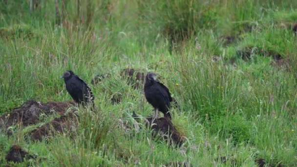 Black American Vulture Coragyps Atratus Sitting Wooden Pole Carretera Austral — 图库视频影像