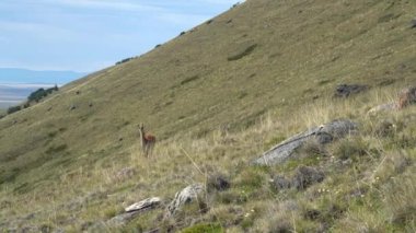 Guanacos, Lama guanicoe, Perito Moreno ve El Calafate, Patagonya, Arjantin yakınlarındaki And Dağları 'nın manzarasında duran evcil Lama' nın vahşi akrabalarıdır..