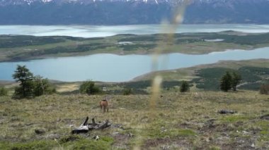 Guanacos, Lama guanicoe, Perito Moreno ve El Calafate, Patagonya, Arjantin yakınlarındaki And Dağları 'nın manzarasında duran evcil Lama' nın vahşi akrabalarıdır..