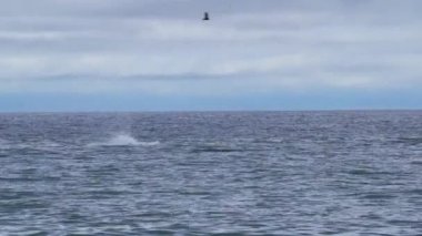 Eubalaena australis, Güneyli sağ balina kuyruk yüzgeci gösteriyor. Patagonya, Patagonya, Arjantin 'deki Peninsula Valdes' te Puerto Madryn 'e yakın olan Golfo Nuevo Körfezi' ndeki Atlantik okyanusu yüzeyine sızıyor.