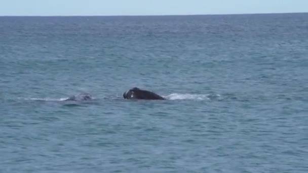 Eubalaena Australis Southern Right Whale Shows Tail Fin Breaching Surface — Αρχείο Βίντεο