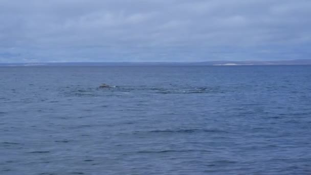 在阿根廷巴塔哥尼亚的巴尔德斯半岛 在靠近马德琳港的新戈弗湾 南方露脊鲸展示尾鳍 穿过大西洋表面 — 图库视频影像