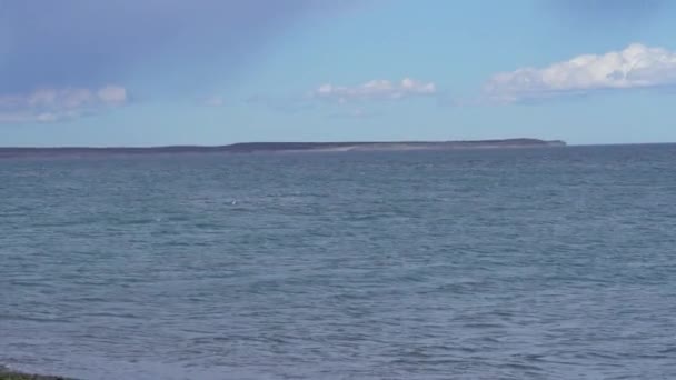 Eubalaena Australis Jižní Pravá Velryba Ukazuje Ocasní Ploutev Proplouvající Hladinou — Stock video