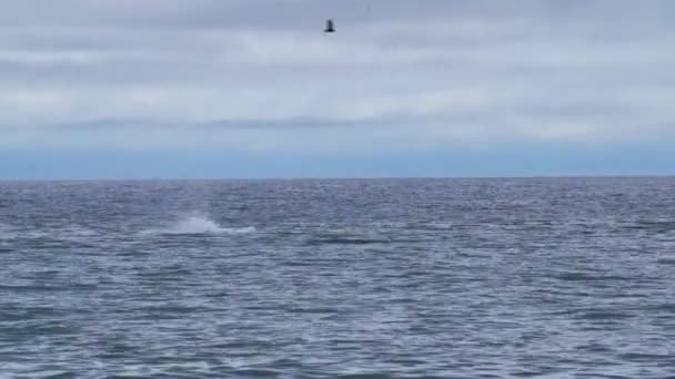 Eubalaena Australis Southern Right Whale Shows Tail Fin Breaching Surface — Stock video