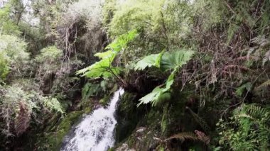 Patagonya, Şili 'deki carretera austral boyunca yemyeşil ve yoğun bitki örtüsünde küçük şelale