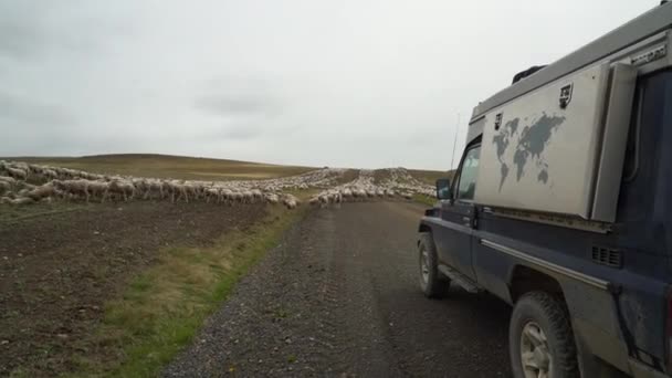 Big Herd Sheep Crossing Gravel Road Landscape Patagonia Chile — Vídeo de Stock