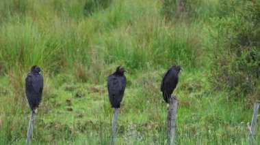 Siyah Amerikan akbabası, Coragyps atratus, Patagonya, Şili 'deki carretera austral boyunca tahta bir direkte oturuyor.