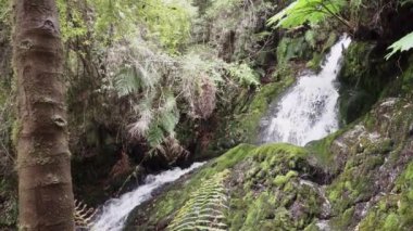 small waterfall in lush and dense vegetation along the carretera austral in Patagonia, Chile