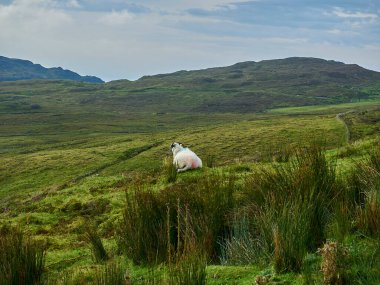 sheep standing on a meadow in the rugged landscape of Ireland.