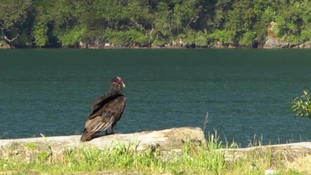 Turkey Vulture Sitting Next Green Lake Carretera Autral Patagonia Chile — Wideo stockowe