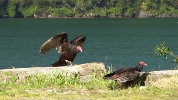 Turkey Vulture Sitting Next Green Lake Carretera Autral Patagonia Chile — Stock Video