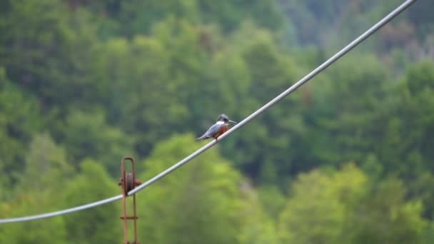 Ringed Kingfisher Megaceryle Torquata Sitting Steel Cable Car Ferry Crossing — 비디오