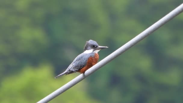 Ringed Kingfisher Megaceryle Torquata Sitting Steel Cable Car Ferry Crossing — Wideo stockowe