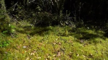 Ventisquero Colgante 'ye yürüyüş yolu. Patagonya, Şili, Güney Amerika' daki Carretera Astral boyunca ulusal parkta şelalesi ve gölü olan asılı bir buzul.