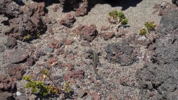 Small Grey Lizard Volcanic Landscape Osorno Volcano Patagonia Chile — Wideo stockowe
