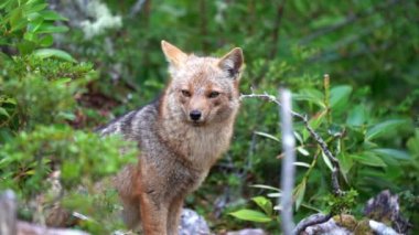 Patagonian fox sitting in the dense bush of tierra del fuego at the end of the world in Patagonia, Argentina.