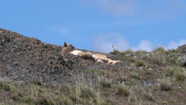Puma Mountain Lion Also Cougar Lying Mountain Ridge Torres Del — Vídeo de Stock