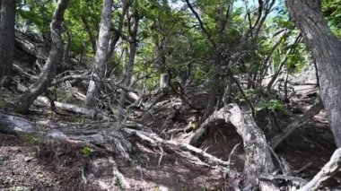 landscape at lago blanco in Patagonia on the tierra del fuego island at the end of the world.