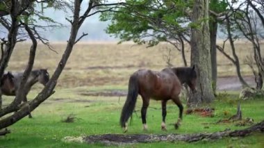 Güney Amerika, Şili, Patagonya 'da Tierra del Fuego' da vahşi atlar otluyor..