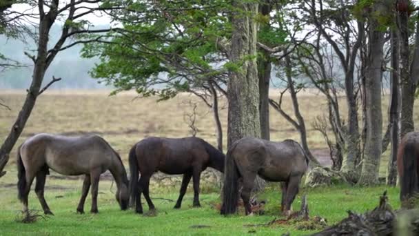 Feral Hästar Betar Lago Blanco Tierra Del Fuego Patagonien Chile — Stockvideo