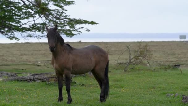 Feral Horses Grazing Lago Blanco Tierra Del Fuego Patagonia Chile — Video Stock
