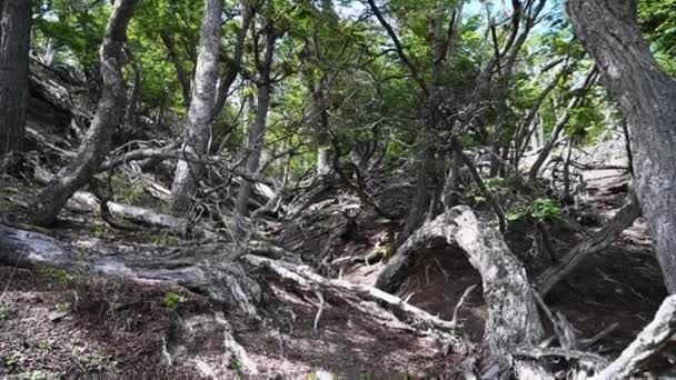 パタゴニアのラゴ ブランコの風景世界の果てにあるティエラ フエゴ島 — ストック動画