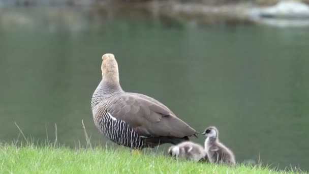 Mother Upland Magellan Goose Chloephaga Picta Her Chicks Walking Meadow — Vídeo de Stock