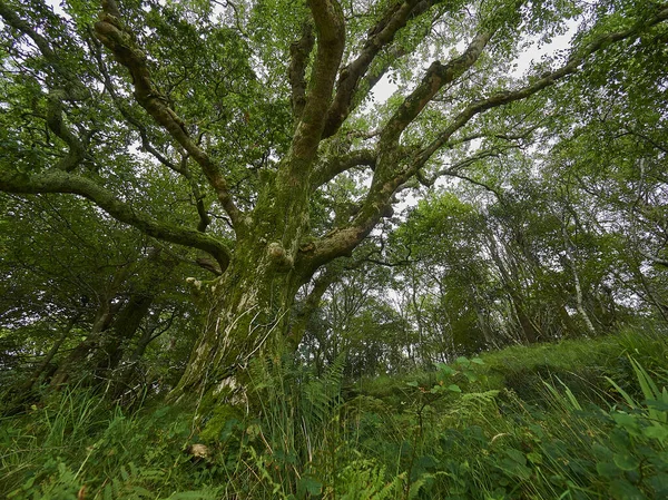 old crooked tree in lush and green dense forest