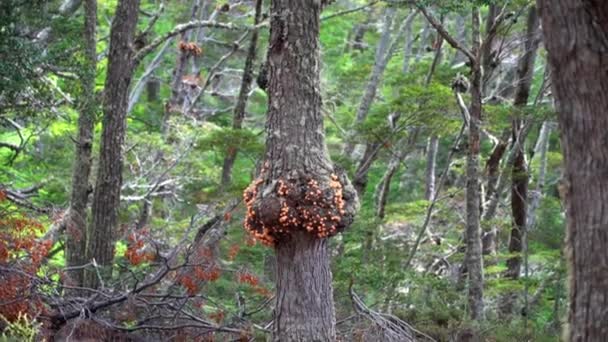 Pan Indio Edible Orange Tree Mushroom Growing Forest Patagonia Argentina – stockvideo