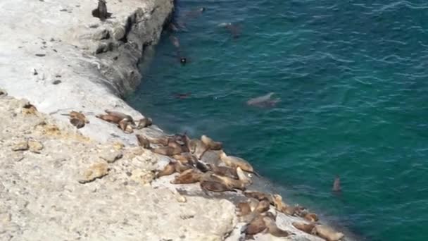 Big Colony South American Fur Seals Arctocephalus Australis Rocky Cliff — Vídeos de Stock