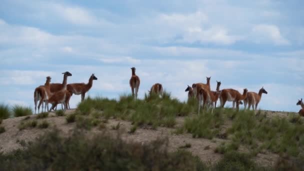 Herd Guanaco Lama Guanicoe Camelid Species Related Llama Living South — Stock video