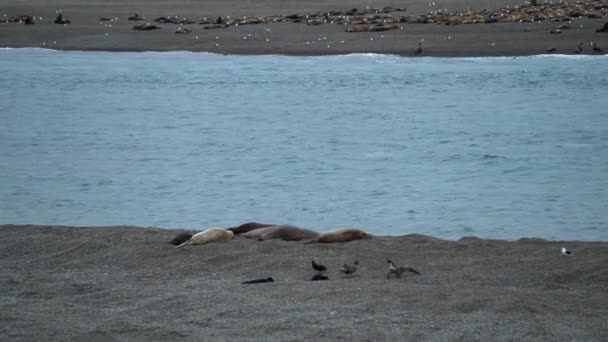 Colony Sea Lions Caleta Valdes Peninsula Valdes Patagonia Argentina — 图库视频影像