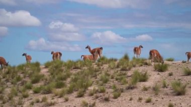 Herd of Guanaco, Lama guanicoe, a camelid species related to Llama, living in South America, on Valdes peninsula, Patagonia, Argentina
